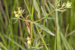 Yellow meadowbeauty